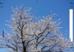 国立北第一公園の桜 (5)