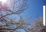 国立北第一公園の桜 (2)