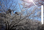 国立北第一公園の桜 (4)