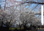 国立北第一公園の桜 (1)