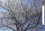 国立北第一公園の桜 (3)